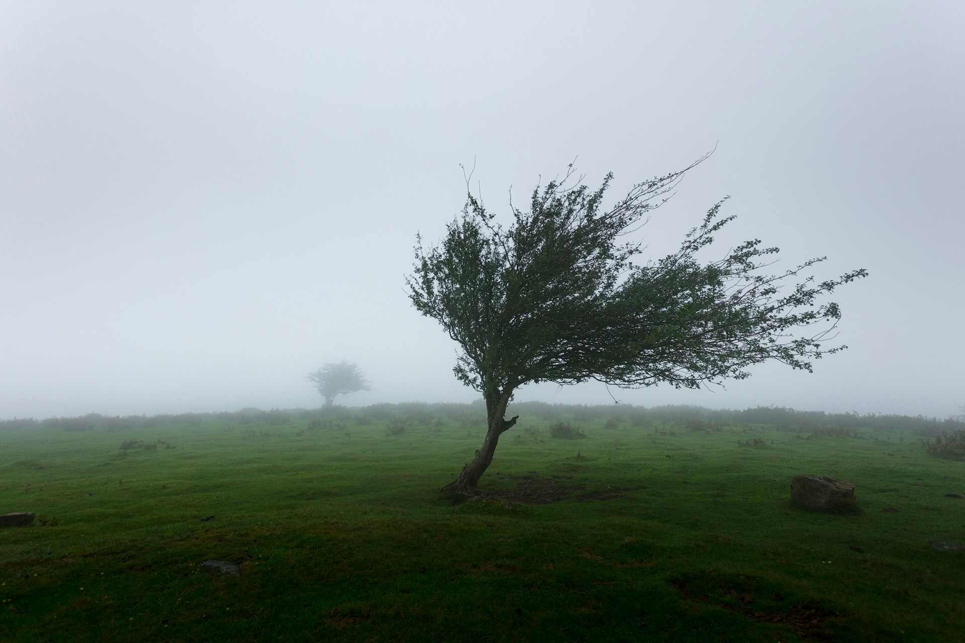 A tree caught in very strong winds