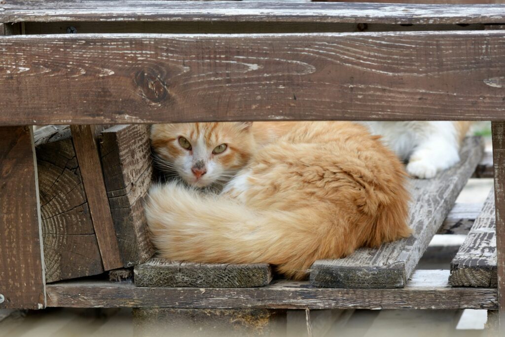 A ginger cat on a wooden bench in Cyprus